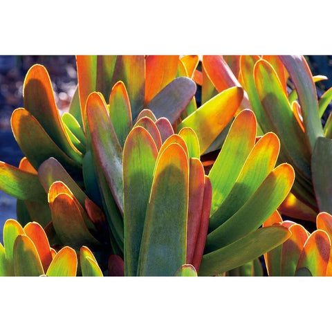 Aloe Fan Black Modern Wood Framed Art Print with Double Matting by Frates, Dennis