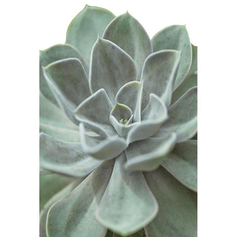 Echeveria White Modern Wood Framed Art Print by Frank, Assaf