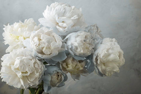 A Gift of Peonies White Modern Wood Framed Art Print with Double Matting by Frank, Assaf