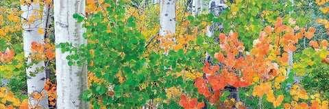 Forest Colors White Modern Wood Framed Art Print with Double Matting by Frates, Dennis