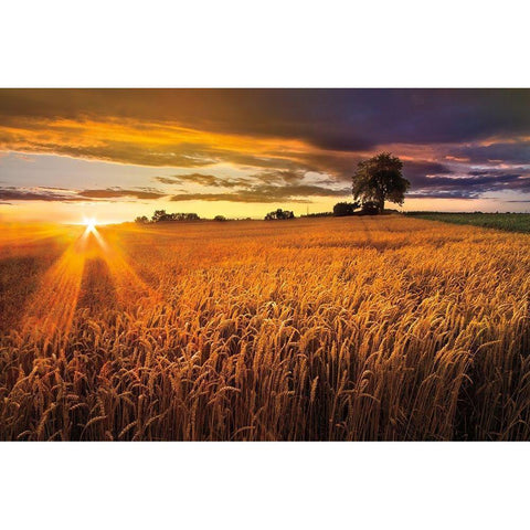 Sunlight On the Wheat Fields Black Modern Wood Framed Art Print by Celebrate Life Gallery