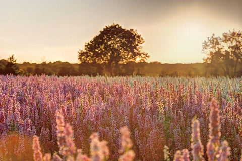 Delphinium Sunset White Modern Wood Framed Art Print with Double Matting by Frank, Assaf