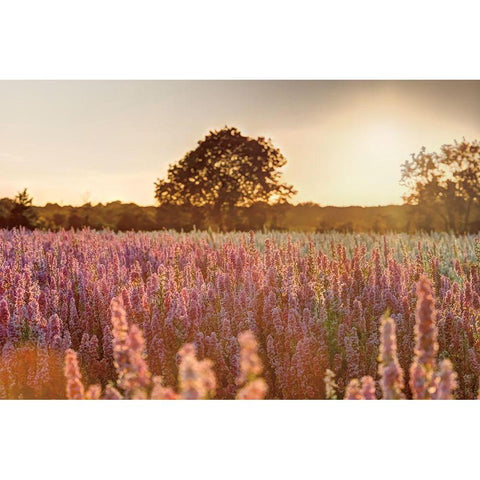 Delphinium Sunset White Modern Wood Framed Art Print by Frank, Assaf