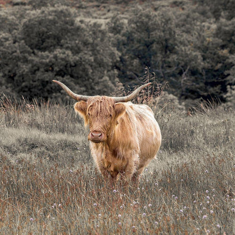 Highland Cow I White Modern Wood Framed Art Print with Double Matting by Frank, Assaf