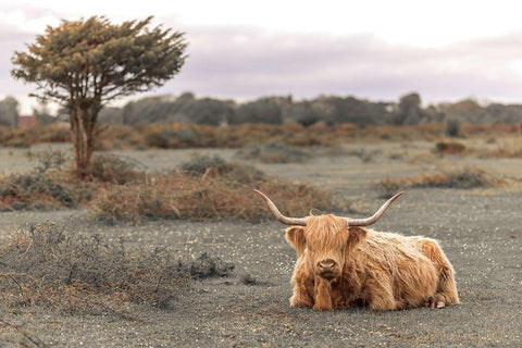 Highland Cow II White Modern Wood Framed Art Print with Double Matting by Frank, Assaf