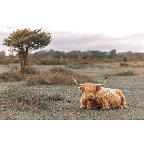 Highland Cow II White Modern Wood Framed Art Print by Frank, Assaf