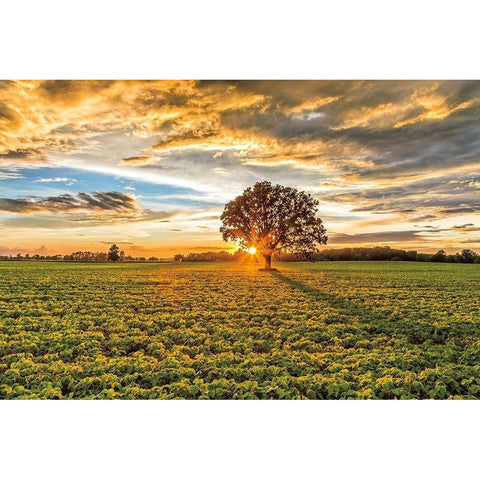 After the Storm Burr Oak Gold Ornate Wood Framed Art Print with Double Matting by Howarth, Gail