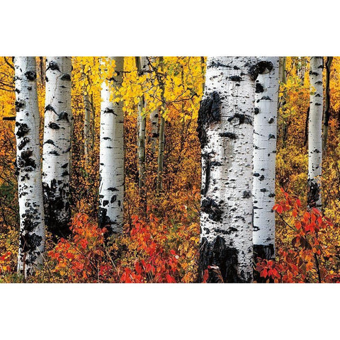 Band of Brothers White Modern Wood Framed Art Print by Smith, Ken