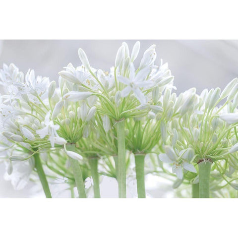 African Lily I Black Modern Wood Framed Art Print with Double Matting by Frank, Assaf
