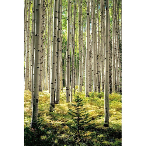 Small and Tall Gold Ornate Wood Framed Art Print with Double Matting by Small and Tall