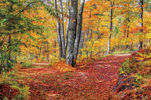Full Path White Modern Wood Framed Art Print with Double Matting by Howarth, Gail