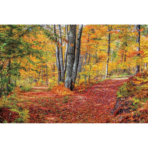 Full Path Black Modern Wood Framed Art Print by Howarth, Gail