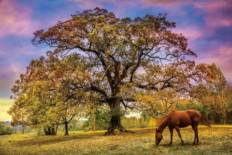 Under The Old Oak Tree White Modern Wood Framed Art Print with Double Matting by Celebrate Life Gallery