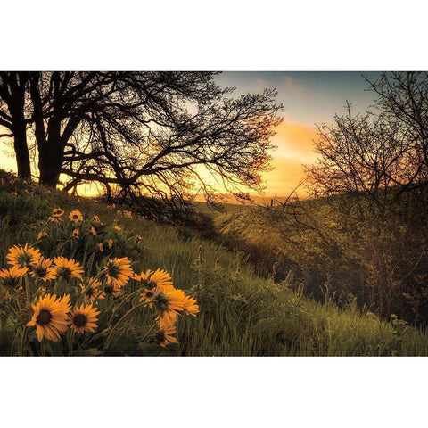 Sunrise Silhouette Black Modern Wood Framed Art Print with Double Matting by Burt, D.