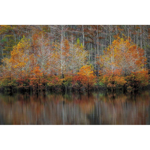 Autumn Cypress Black Modern Wood Framed Art Print with Double Matting by Burt, D.