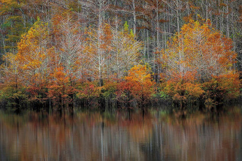 Autumn Cypress White Modern Wood Framed Art Print with Double Matting by Burt, D.