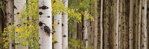 White Forest Standing White Modern Wood Framed Art Print with Double Matting by Ross, Heather