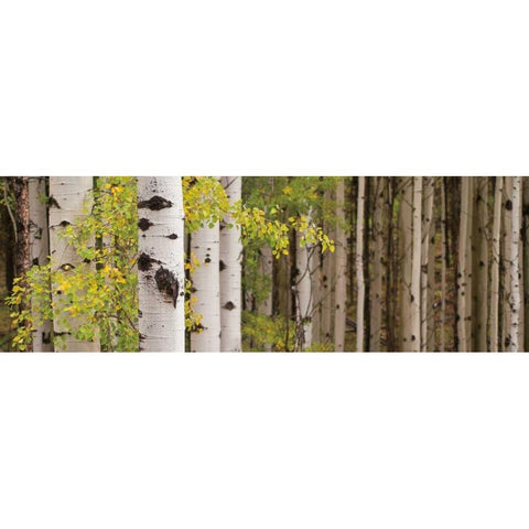 White Forest Standing Black Modern Wood Framed Art Print by Ross, Heather