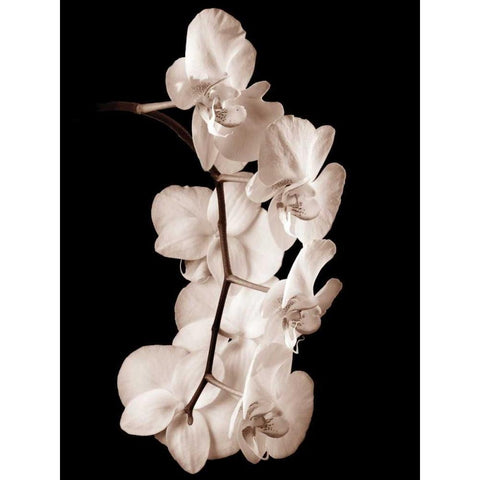 Orchid Dance I Black Modern Wood Framed Art Print by Rehner, John