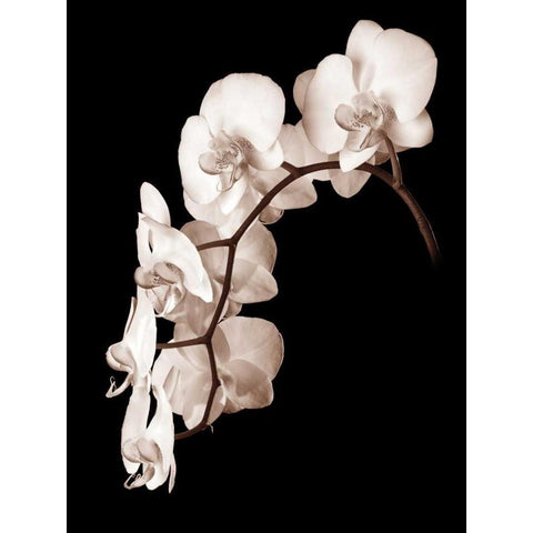 Orchid Dance II Gold Ornate Wood Framed Art Print with Double Matting by Rehner, John
