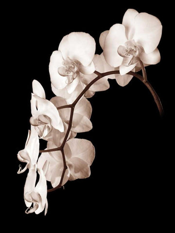 Orchid Dance II Black Ornate Wood Framed Art Print with Double Matting by Rehner, John