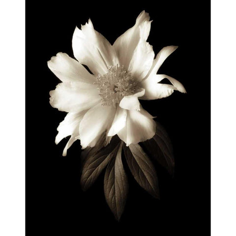Portrait in White I Black Modern Wood Framed Art Print with Double Matting by Rehner, John