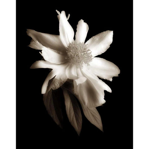Portrait in White II White Modern Wood Framed Art Print by Rehner, John