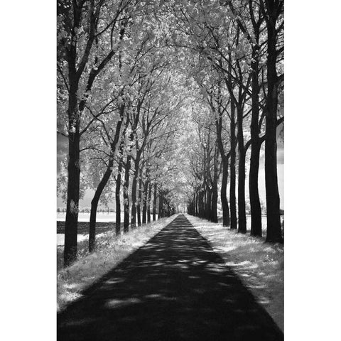 Follow Me White Modern Wood Framed Art Print by Szilagyi, Ily