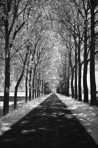 Follow Me Black Ornate Wood Framed Art Print with Double Matting by Szilagyi, Ily