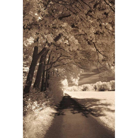 The Path Ahead White Modern Wood Framed Art Print by Szilagyi, Ily