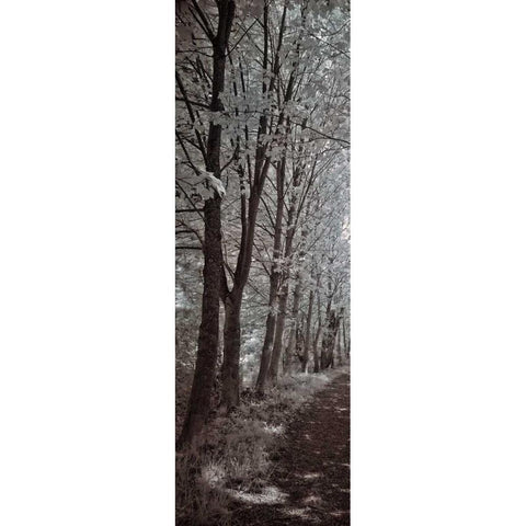 A Walk To Remember I Black Modern Wood Framed Art Print with Double Matting by Szilagyi, Ily