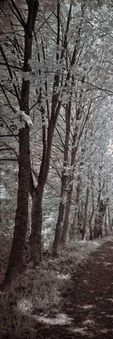 A Walk To Remember I Black Ornate Wood Framed Art Print with Double Matting by Szilagyi, Ily