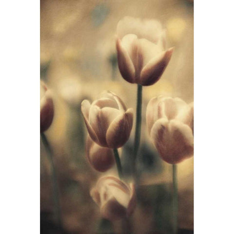 Tinted Tulips III Black Modern Wood Framed Art Print with Double Matting by Schrack, Thea