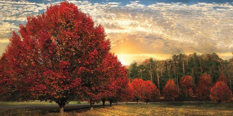 Crimson Trees Black Ornate Wood Framed Art Print with Double Matting by Celebrate Life Gallery