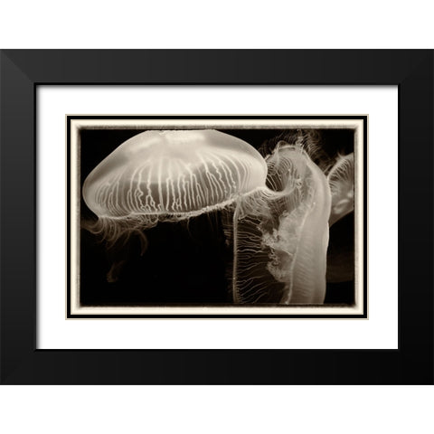 Antique Jellies 2 Black Modern Wood Framed Art Print with Double Matting by Lee, Rachel