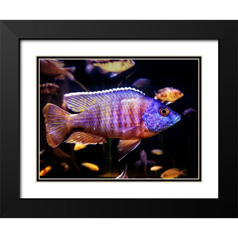 Aquarium Fish 1 Black Modern Wood Framed Art Print with Double Matting by Lee, Rachel