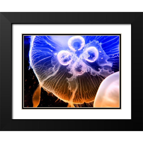 Aquarium Fish 2 Black Modern Wood Framed Art Print with Double Matting by Lee, Rachel