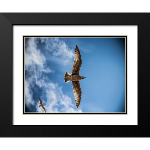 Bird 10 Black Modern Wood Framed Art Print with Double Matting by Lee, Rachel