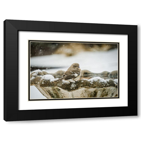 Bird 12 Black Modern Wood Framed Art Print with Double Matting by Lee, Rachel
