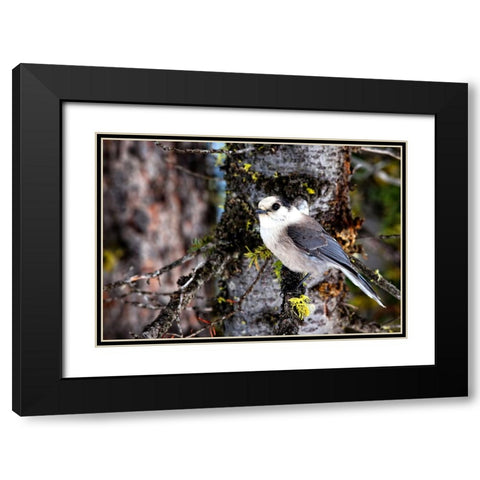 Bird 13 Black Modern Wood Framed Art Print with Double Matting by Lee, Rachel