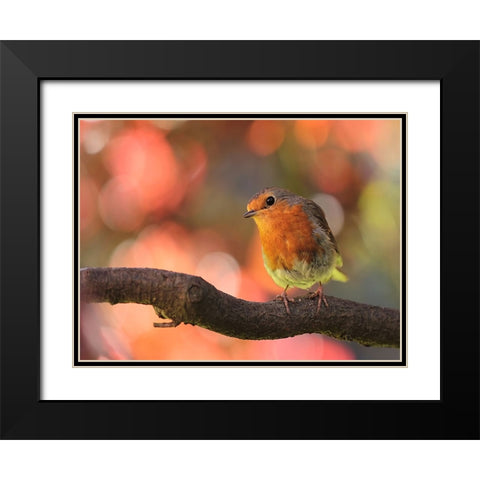Bird 18 Black Modern Wood Framed Art Print with Double Matting by Lee, Rachel