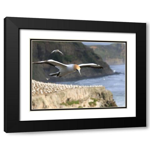 Bird 19 Black Modern Wood Framed Art Print with Double Matting by Lee, Rachel