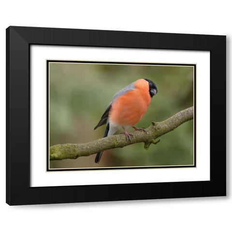 Bird 2 Black Modern Wood Framed Art Print with Double Matting by Lee, Rachel