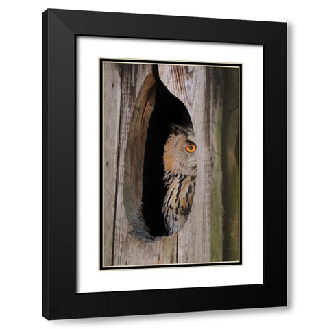 Bird 21 Black Modern Wood Framed Art Print with Double Matting by Lee, Rachel