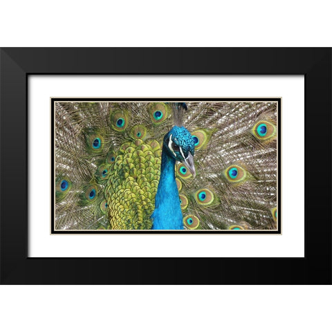 Bird 26 Black Modern Wood Framed Art Print with Double Matting by Lee, Rachel