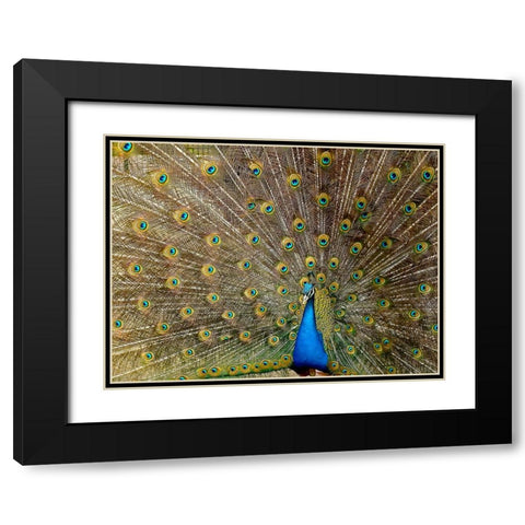 Bird 27 Black Modern Wood Framed Art Print with Double Matting by Lee, Rachel