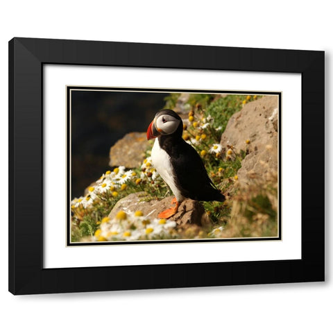 Bird 32 Black Modern Wood Framed Art Print with Double Matting by Lee, Rachel