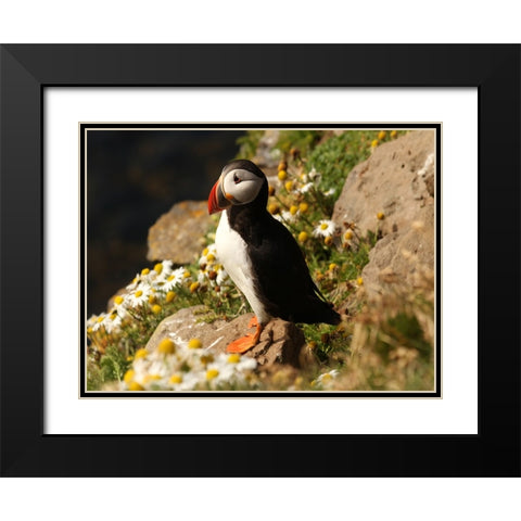 Bird 32 Black Modern Wood Framed Art Print with Double Matting by Lee, Rachel