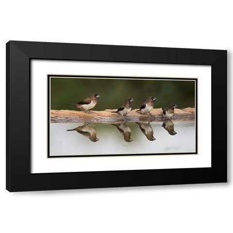 Bird 33 Black Modern Wood Framed Art Print with Double Matting by Lee, Rachel