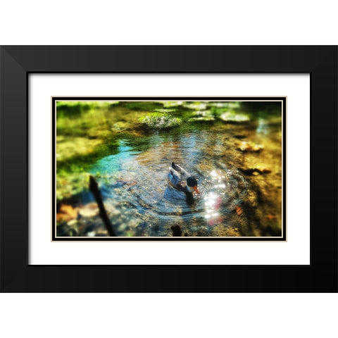 Bird 34 Black Modern Wood Framed Art Print with Double Matting by Lee, Rachel
